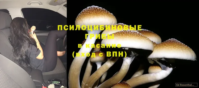 кракен tor  Полысаево  Галлюциногенные грибы MAGIC MUSHROOMS 